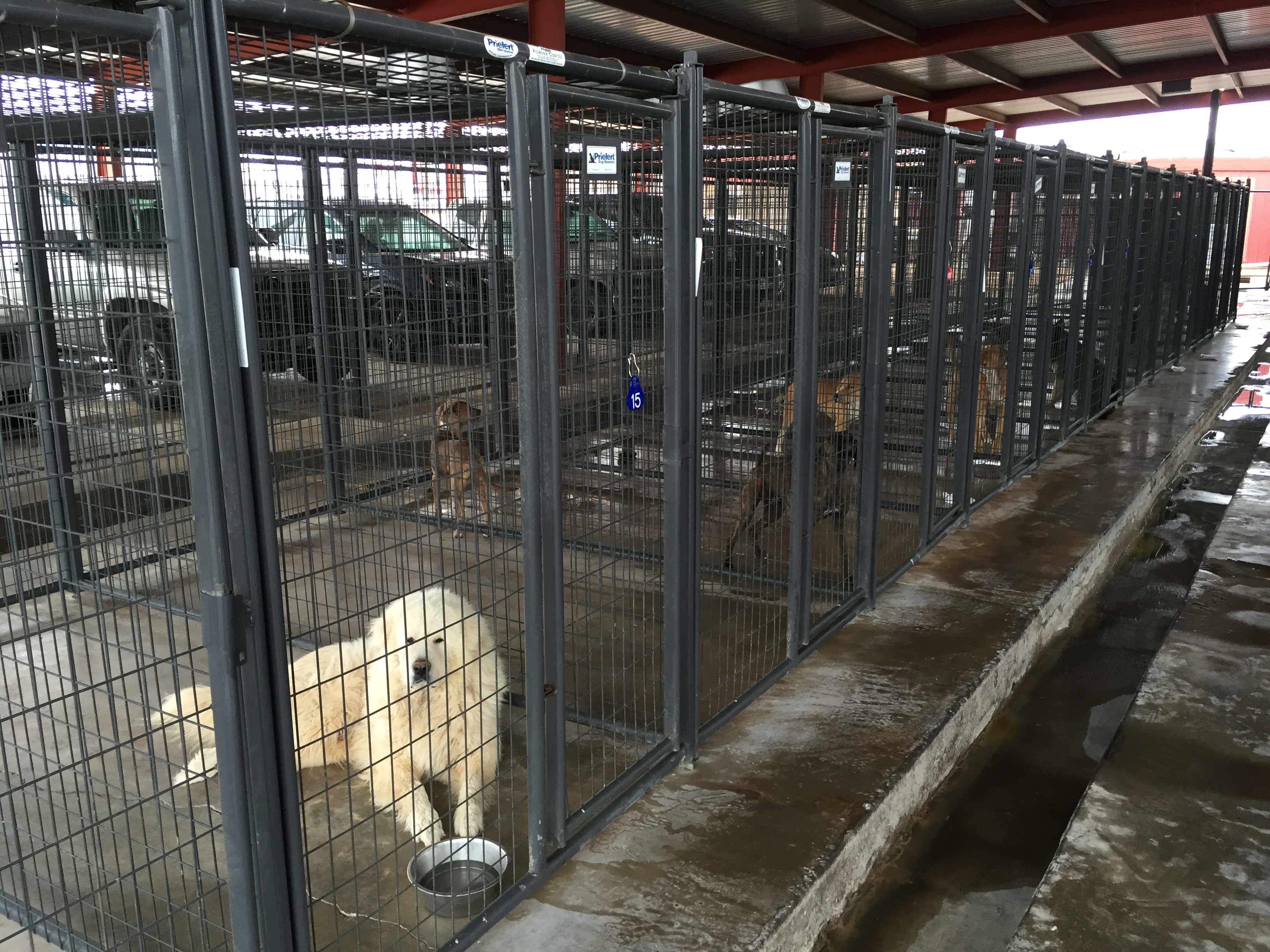 Kennels TallCItyVET 05.JPG